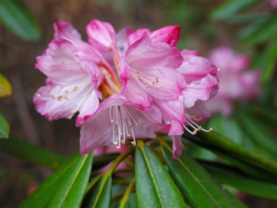 石楠花が開花