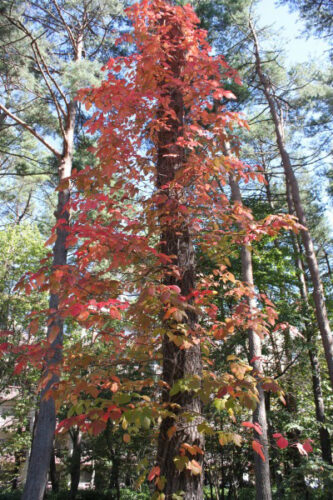 紅葉新着情報　9月29日