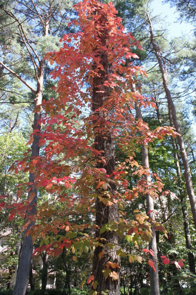紅葉新着情報　9月29日