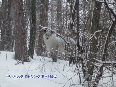 2/20 朝の森林浴散策