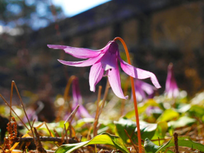 カタクリの花