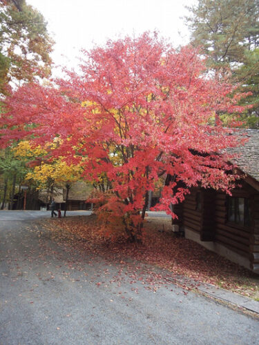 10月27日（土）【草津周辺の紅葉情報】
