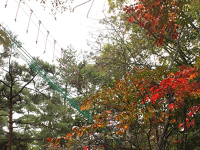 10月6日　(土)　【紅葉情報】