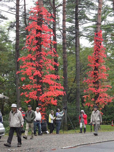 10月3日（水）　　【草津町&草津周辺の紅葉情報】
